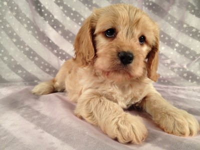 Female Cavachon puppy for sale Ready October 8th 2012